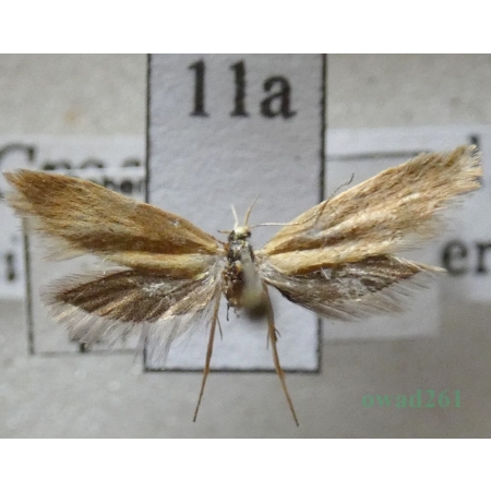 Crassa tinctella (Hübner, 1796) Czech11a